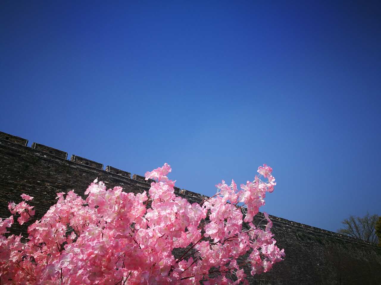 进入到4月，南京的天气灿烂的动人。花也开好了，玄武湖边一片郁郁葱葱。樱花还在随风落，这样的好天气，出门跑跑步、见见老友，岂不快哉！