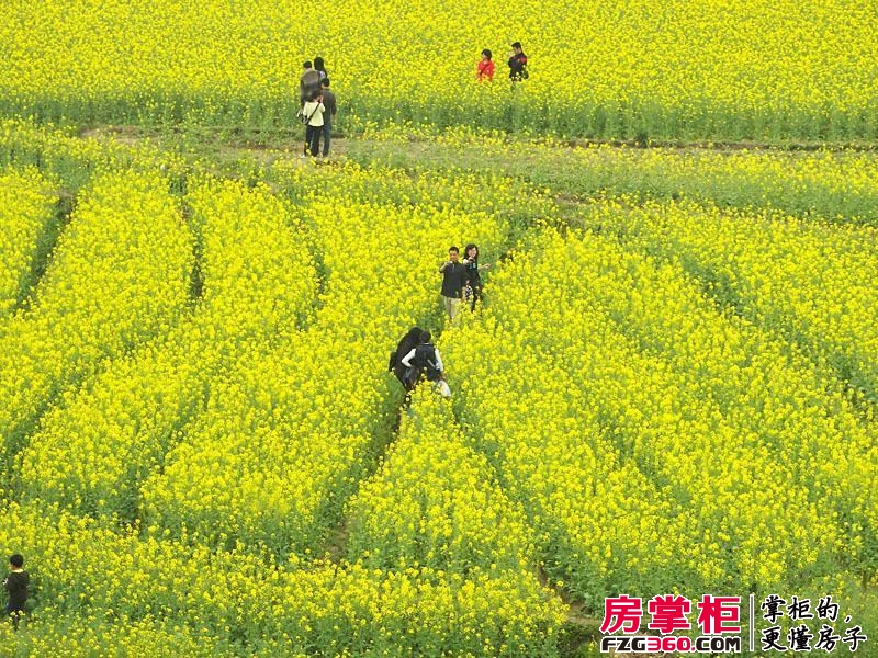 昌建星悦城实景图（2013-06-06）