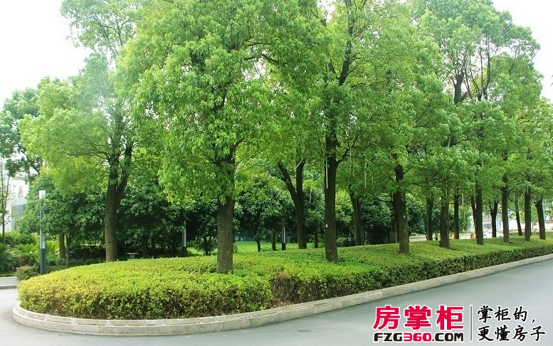 珠江郦城小区实景植物