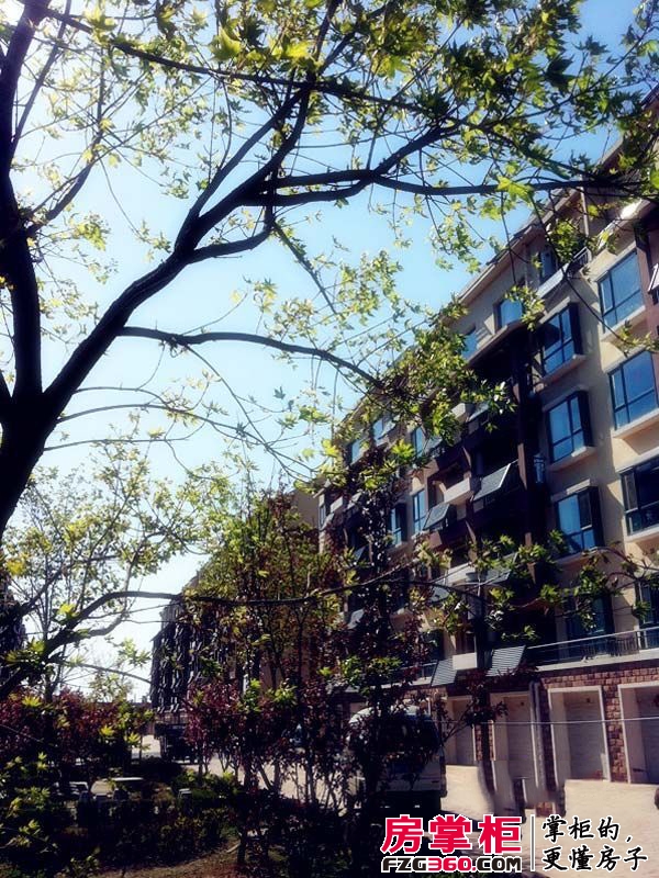 悦泰嘉里社区楼后绿化实景图(2012.05.09)