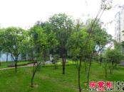 万福安居小区售楼中心旁绿化（2014-05）