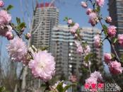 山水泉城实景图小区（2014-04-19）