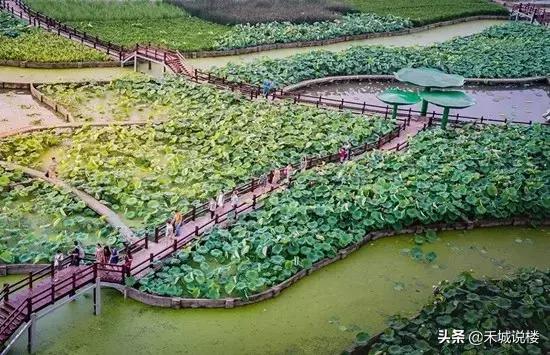 舌尖上的王江泾丨美食见证天然生态湿地宜居新象