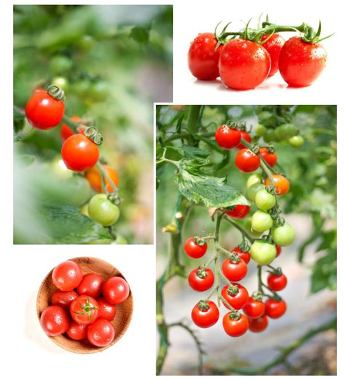 世合理想大地丨五一小长假,让你体验"家门口的向往生活"!