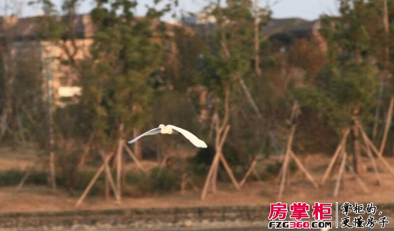 碧湖国际实景图中心湖实景