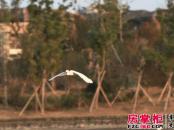 碧湖国际实景图中心湖实景