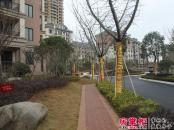 丰和新城二期实景图小区内园林环境(2013-02-05)