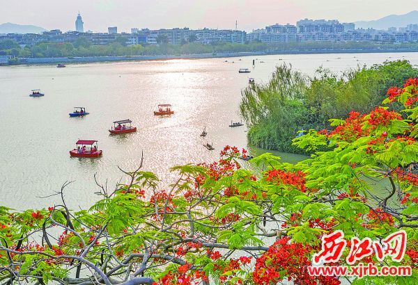 市民游客在星湖泛舟，仿佛在画中游。 西江日报记者 曹笑 摄