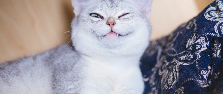 爱宠人士绝对福利带上家里的汪星人喵星人来吧