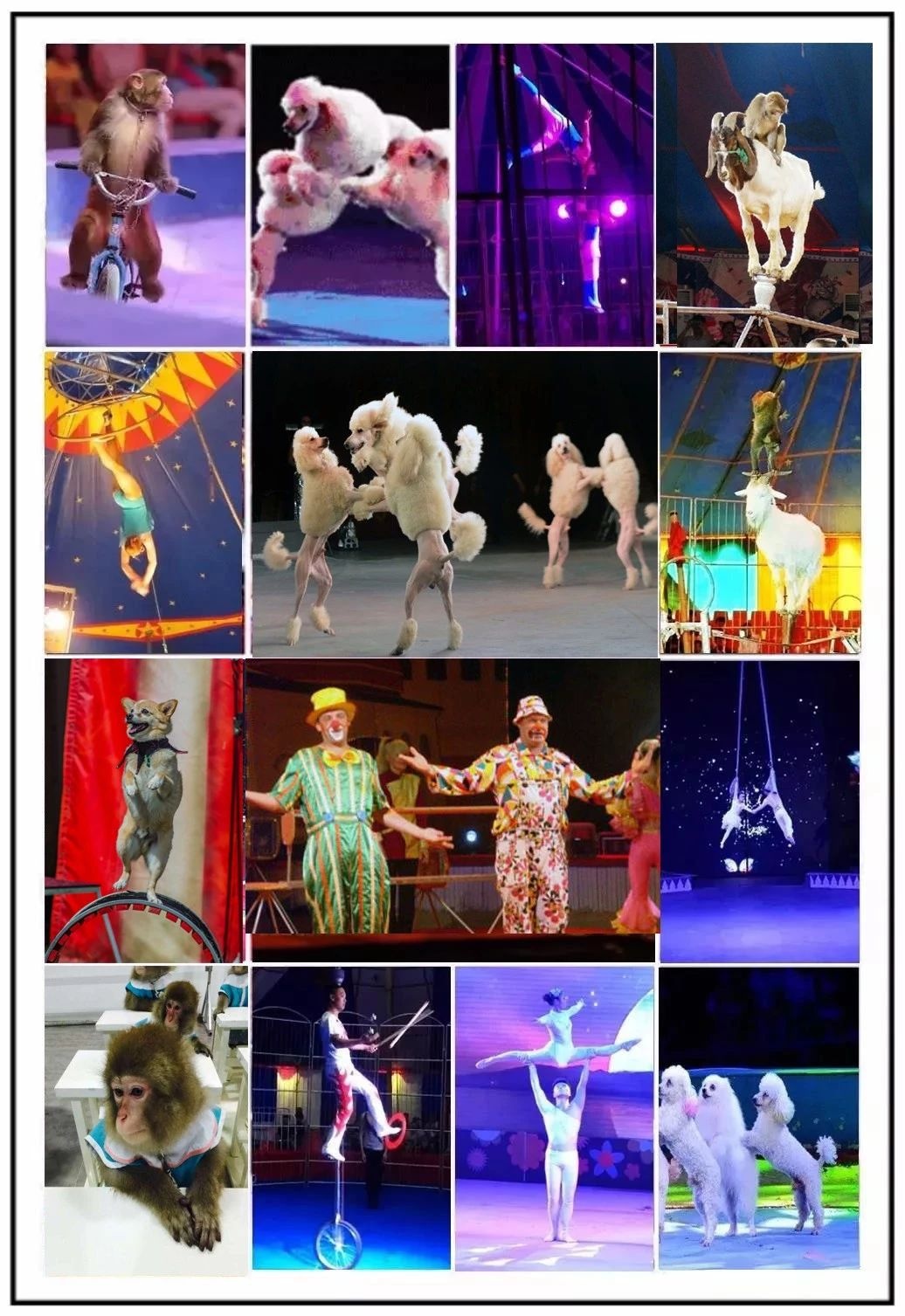 皇家马戏团空降中泰上境!门票免费送!